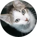 veterinary consultancy Lenda