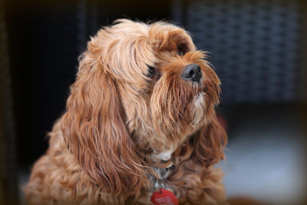 cão, castanho