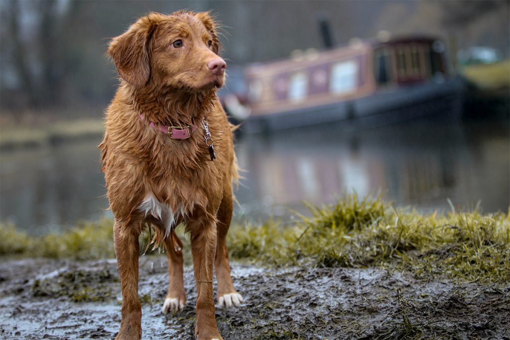 Dias de Chuva: Como Ajudar o Meu Cão