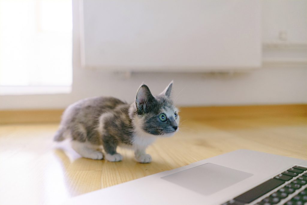 consejos educar gato cachorro
