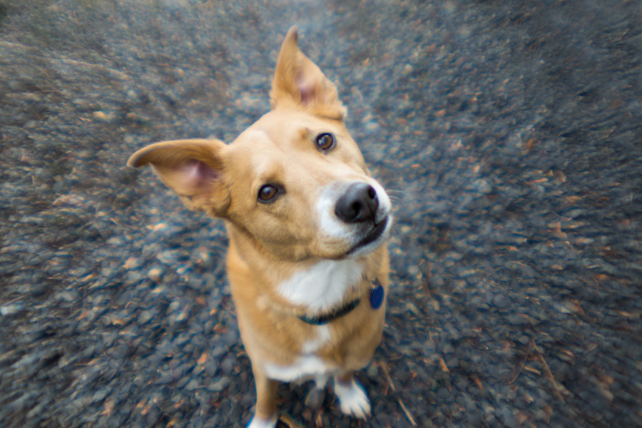 cão com a cabeça inclinada
