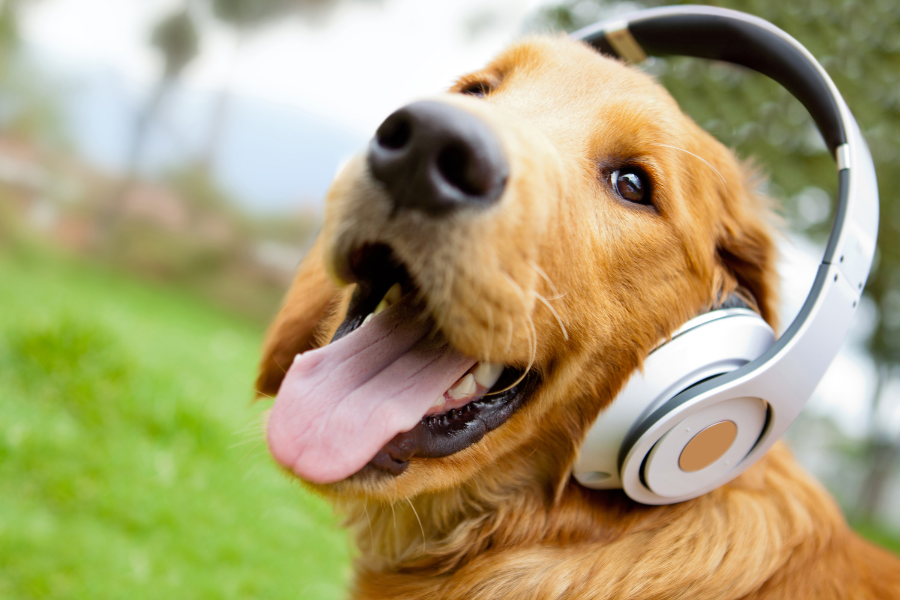 cão a ouvir música