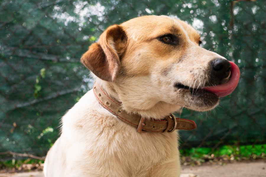 Problemas urinários em cães: sintomas e prevenção! Problemas urinários em cães sintomas e prevenção