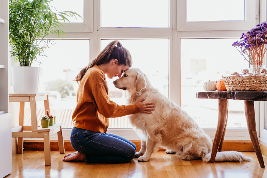 Novo cão em casa Siga estes 10 conselhos.