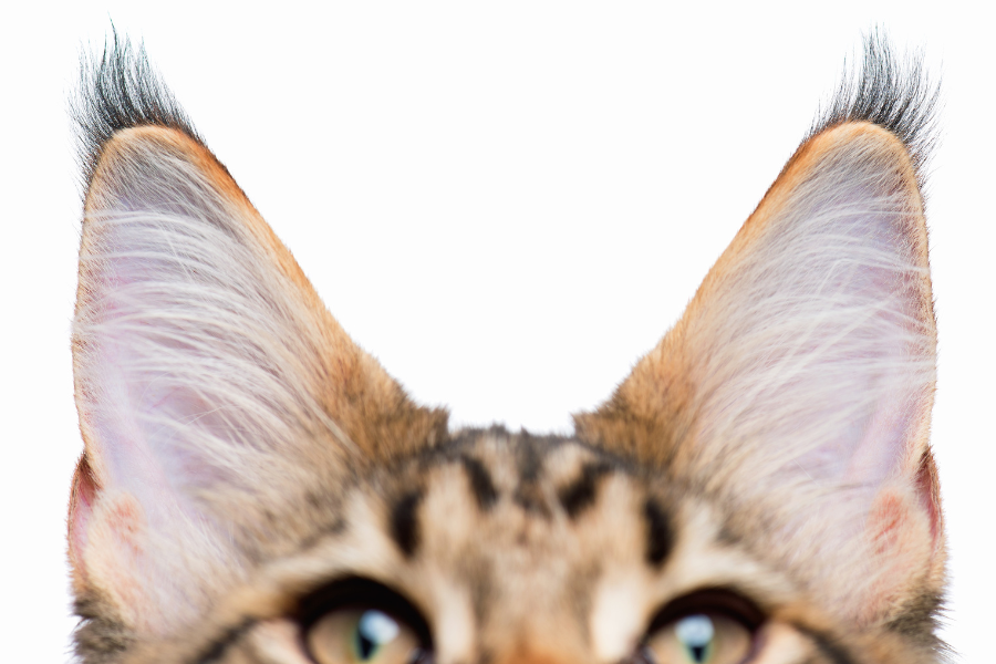 Como limpar os olhos e ouvidos do seu cão ou gato