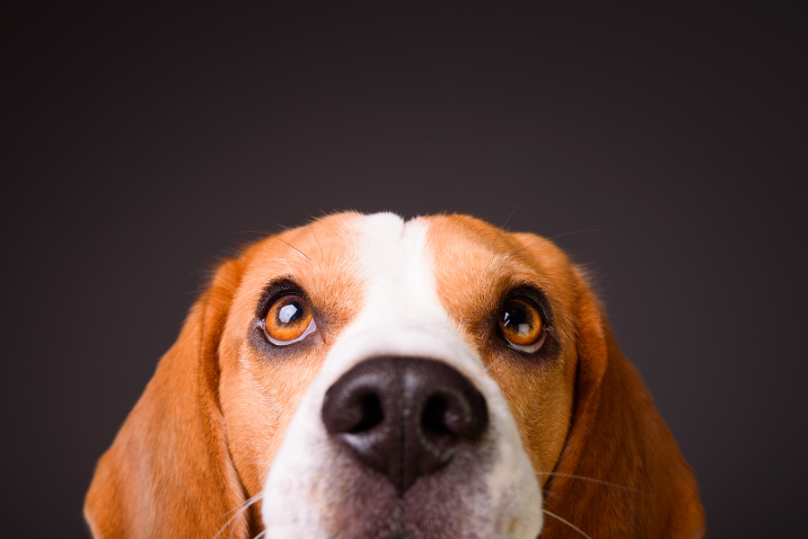 cão olhos
