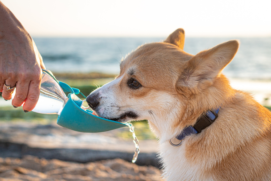 cão a beber água