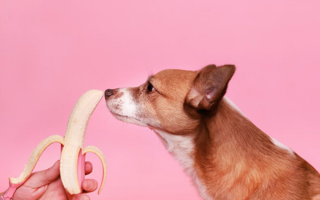 animais