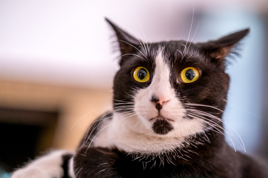 medo de gatos