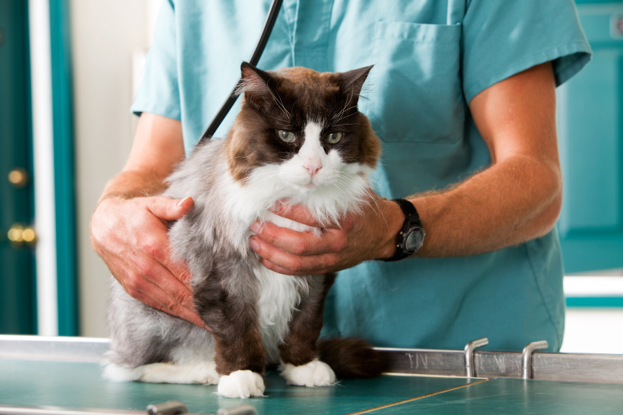ir ao veterinário