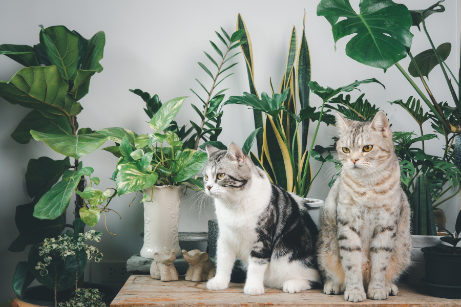 plantas benéficas para gatos