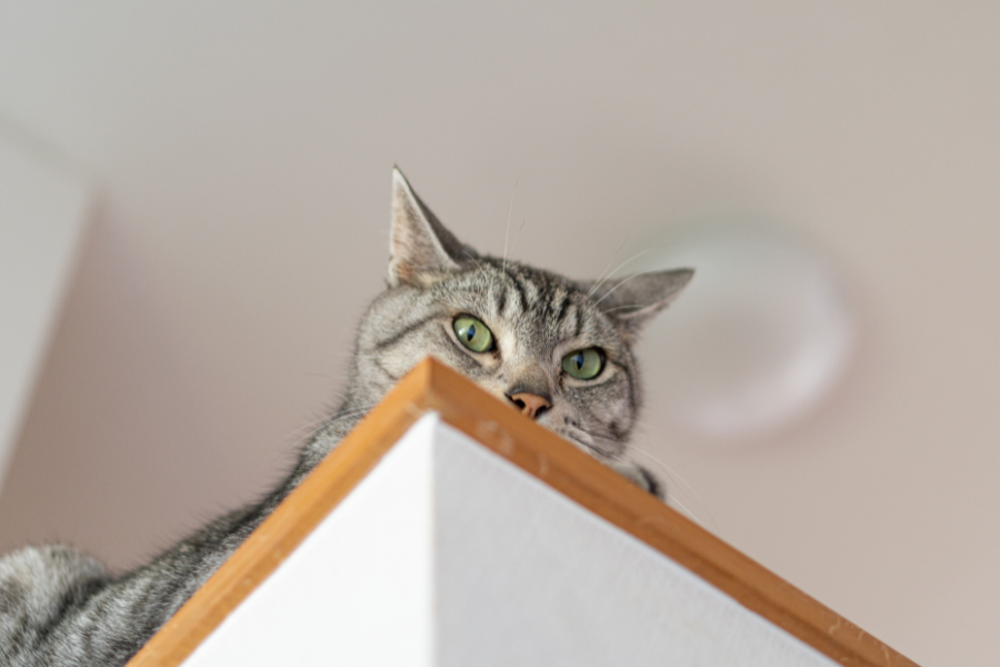 gato lugares altos