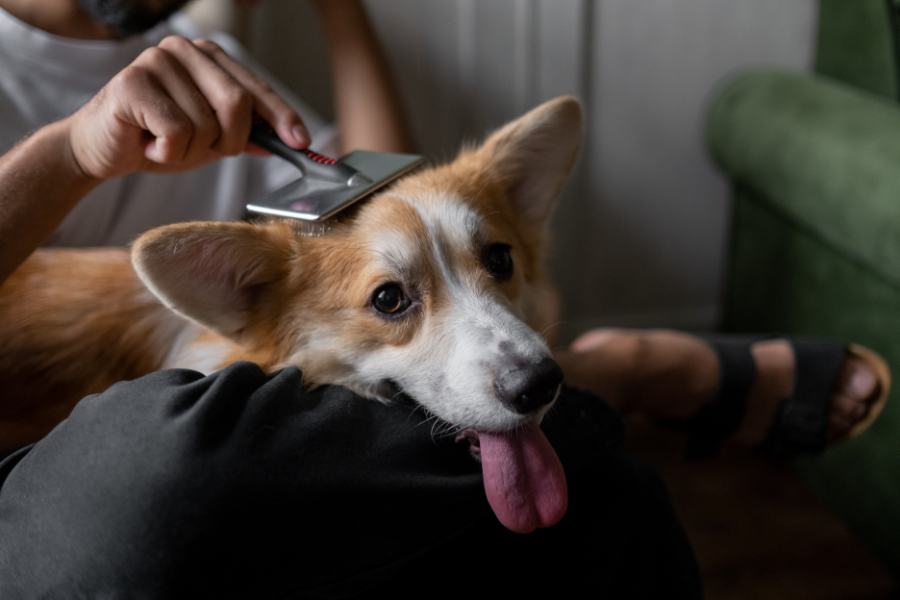 mudança de pelo em cães