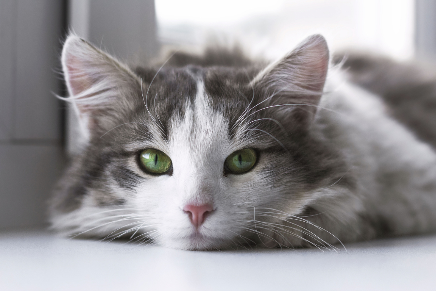 gata