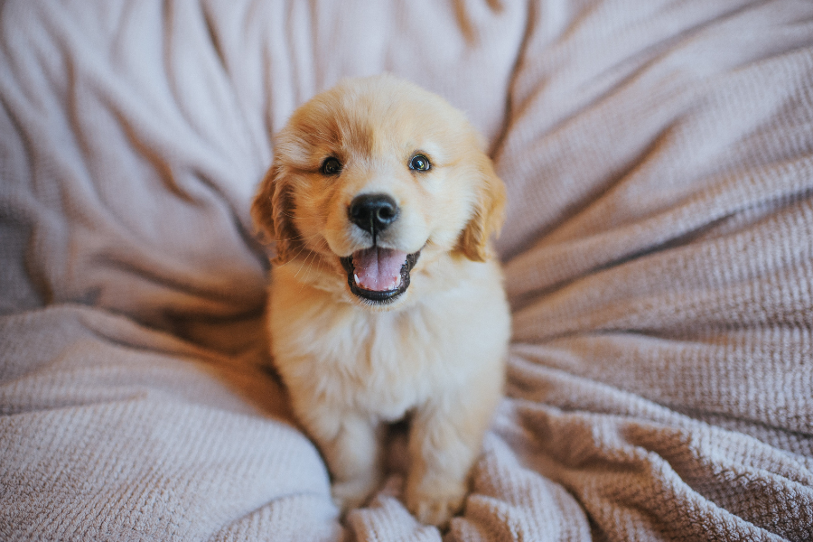 cão pulgas