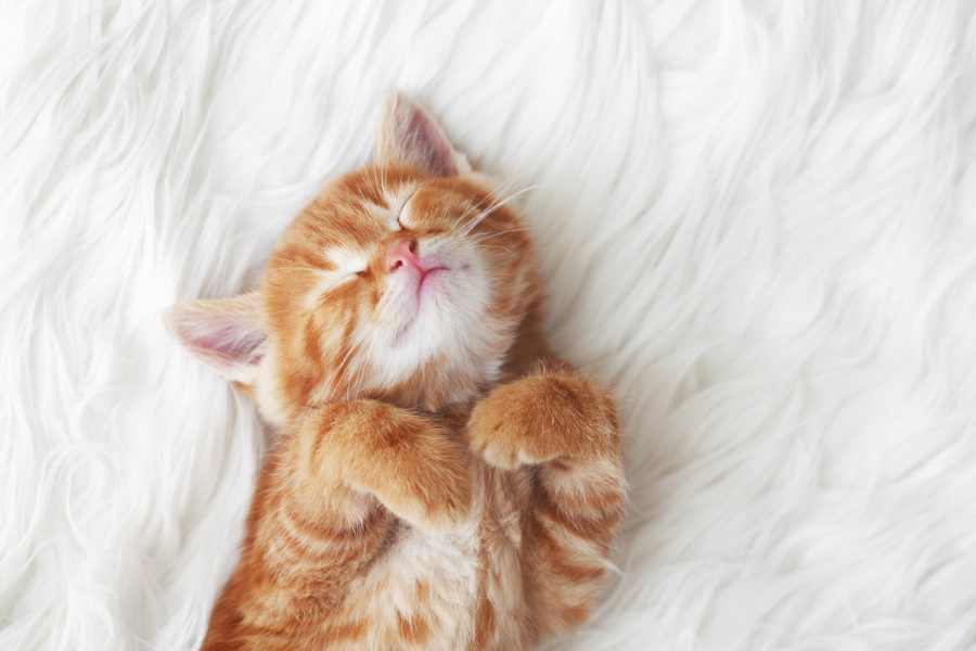 Gatinho Bebé
