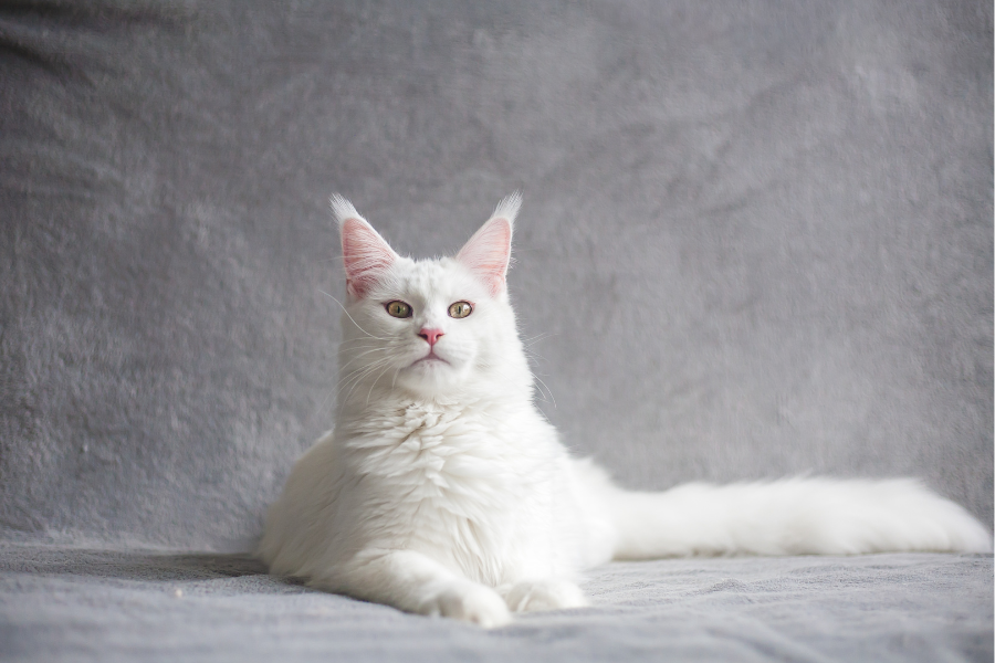 Gato branco