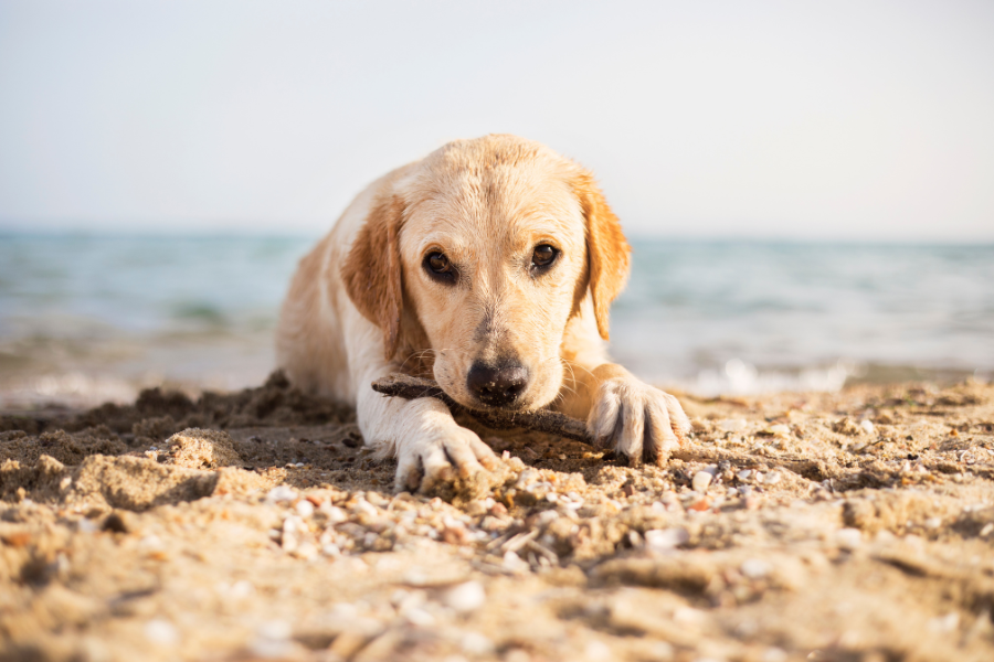 Cão correndo na praia.