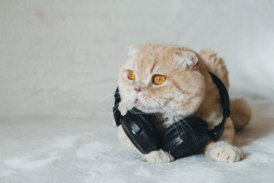 gato-musica-lenda
