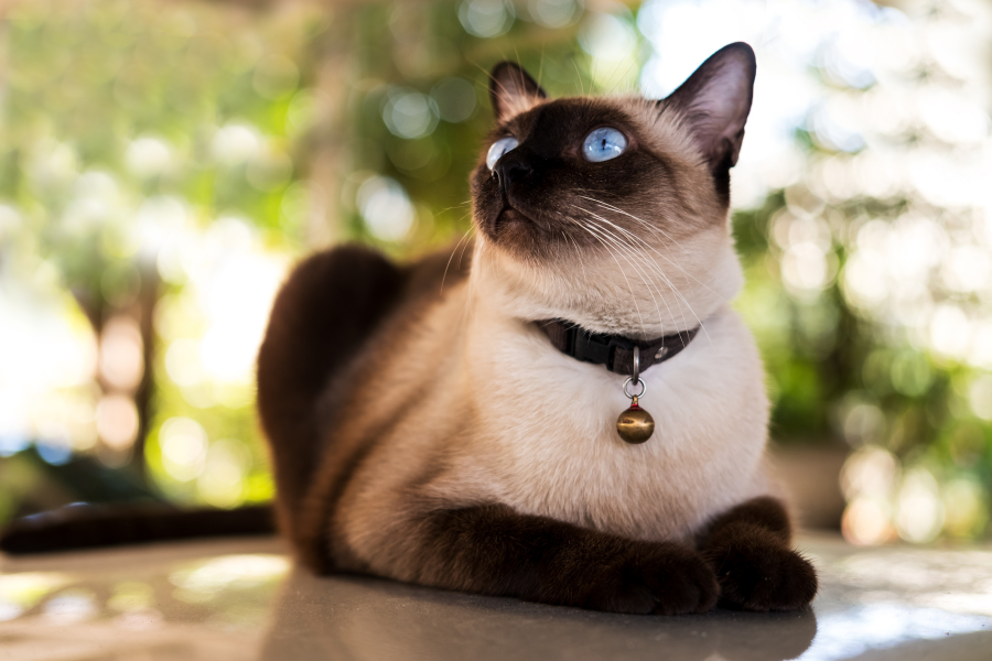 7 CONSELHOS PARA QUE O TEU GATO NÃO PASSE CALOR NO VERÃO