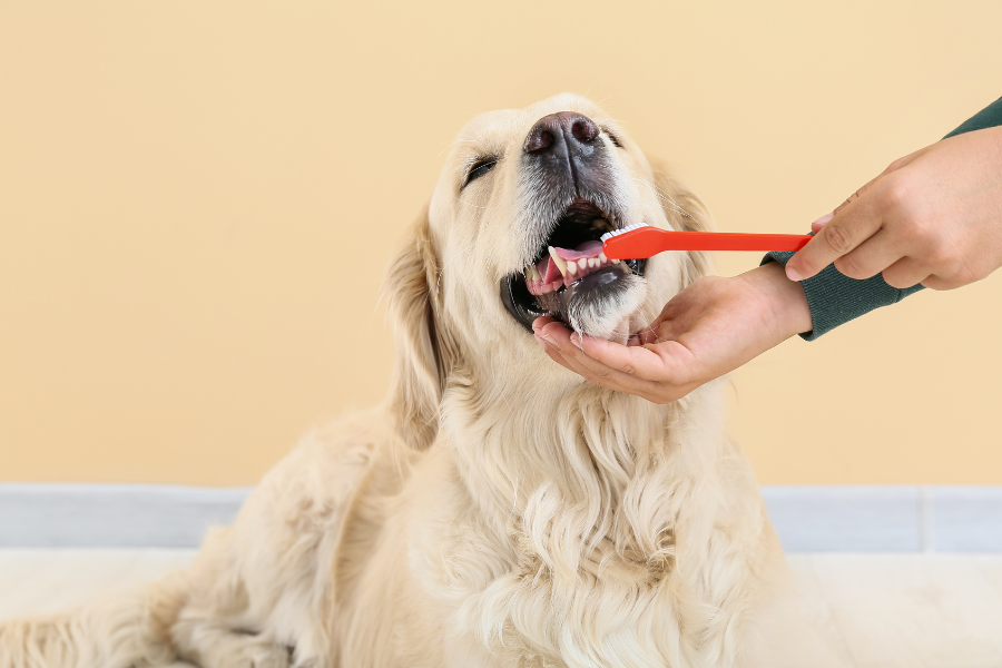 Saúde oral canina.