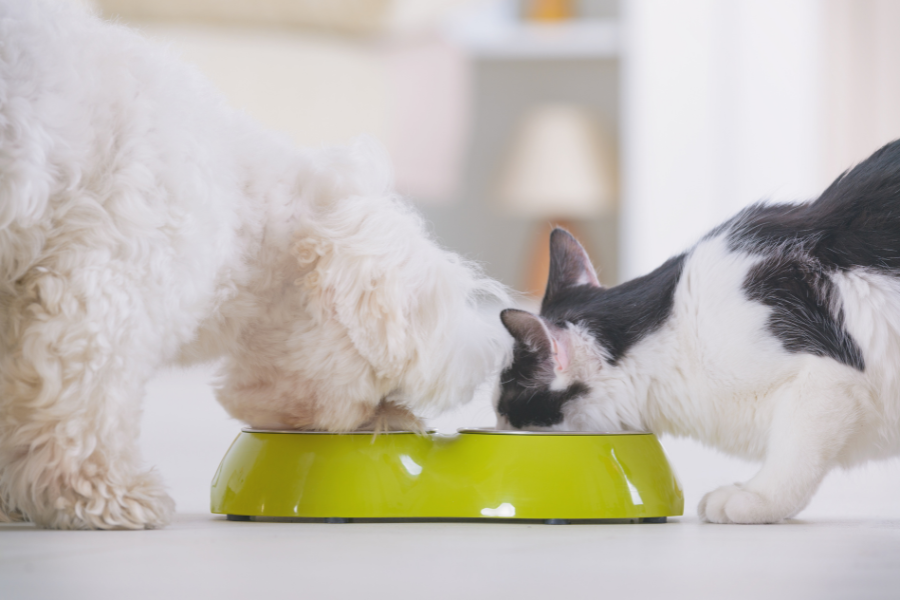 Cão que come a comida do gato.