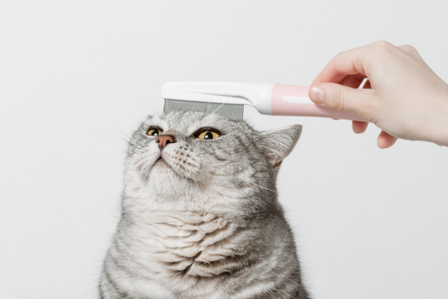 mudança de pelo, Gato escovado,