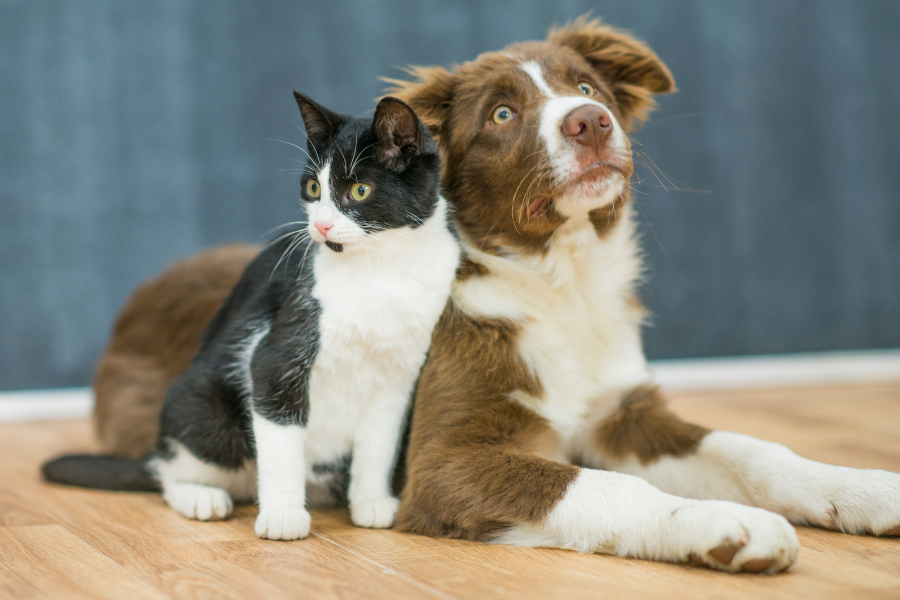 Cão e gato atentos ao que os rodeia