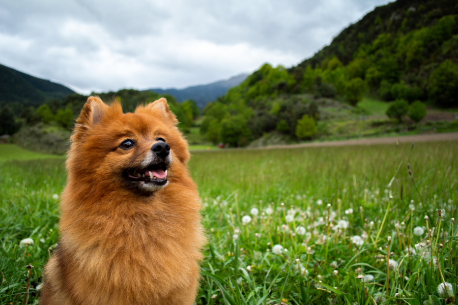 cão, temperatura