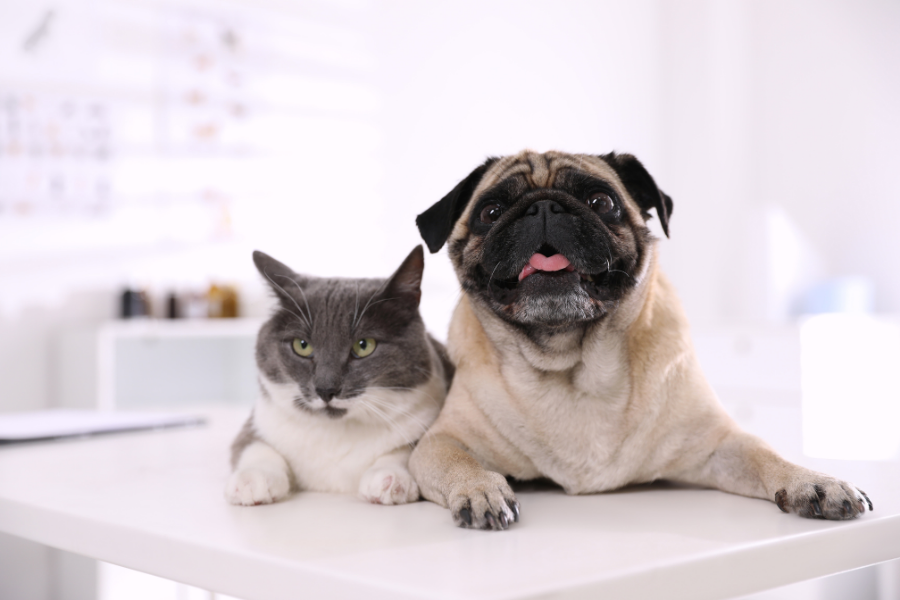 cão e gato a dormir numa almofada branca com diabetes