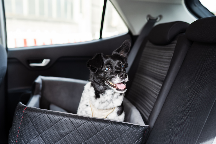 Mulher e cão a viajar no carro