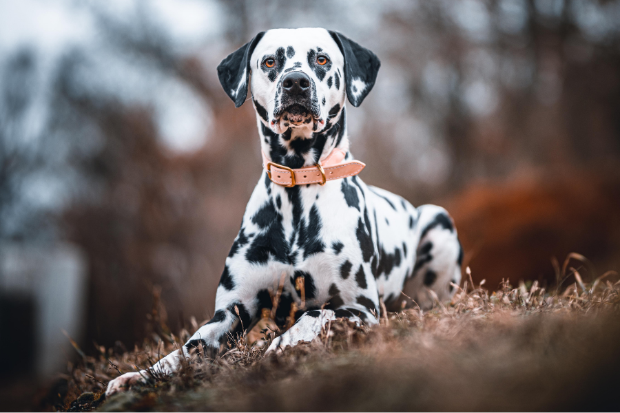 cão tremor
