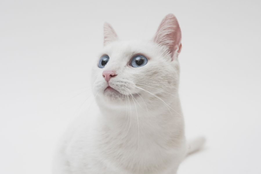 Taurina-importante-para-gatos