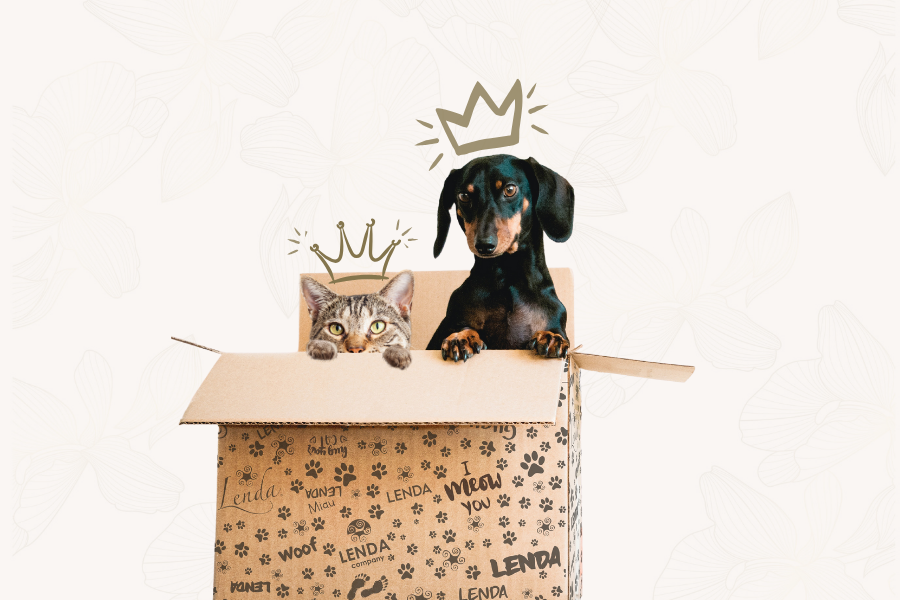 Cão e gato dentro de uma encomenda Lenda