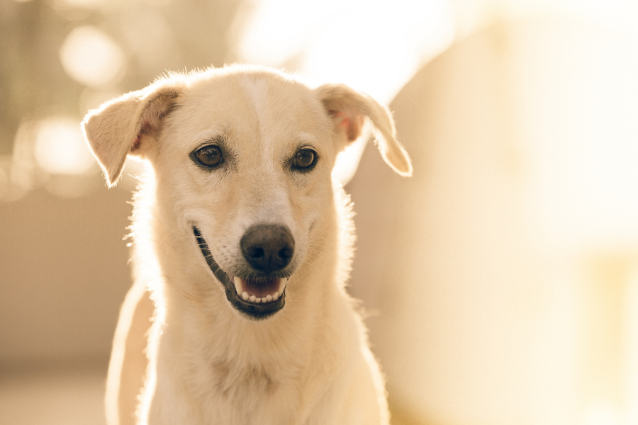 Cão