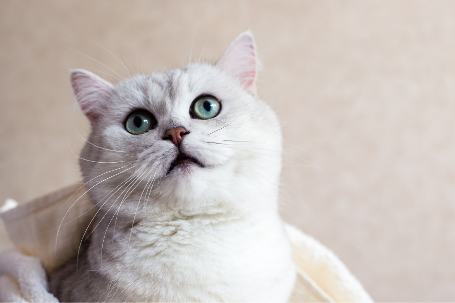 cauda de gato branco com olhos azuis deitado e