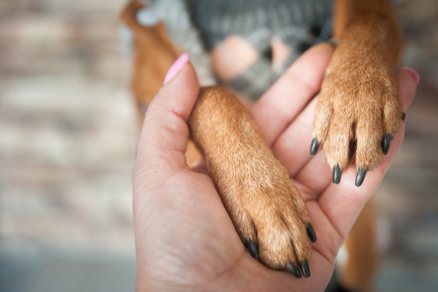 patas de cão castanho em cima de mãos de um homem humano