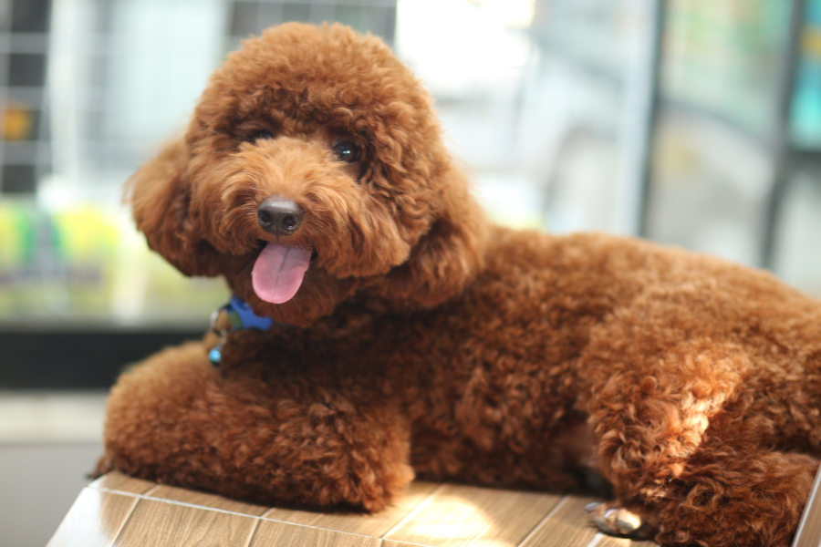 Poodle castanho a sorrir junto de folhas de árvores