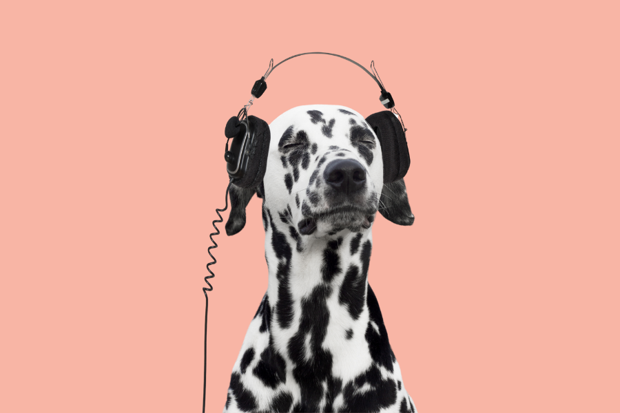 Cão Dalmata de olhos fechados a ouvir música de forma muito calma