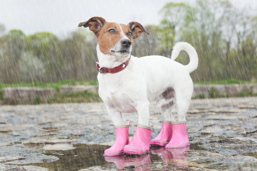 Cão às manchas com coleira vermelha e botas de chuva a passear