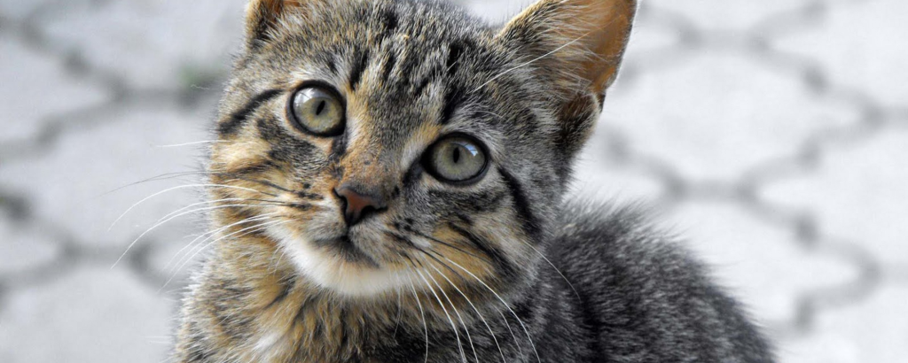Quando introduzir a comida de adulto para gatos: 4 Dicas para uma alimentação saudável