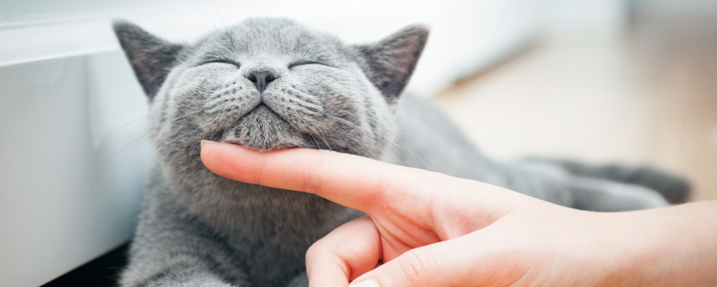 Quando introduzir a comida de adulto para gatos: 4 Dicas para uma alimentação saudável
