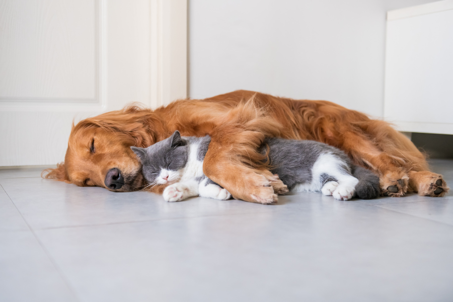 8 dicas para promover uma boa convivência entre cães e gatos