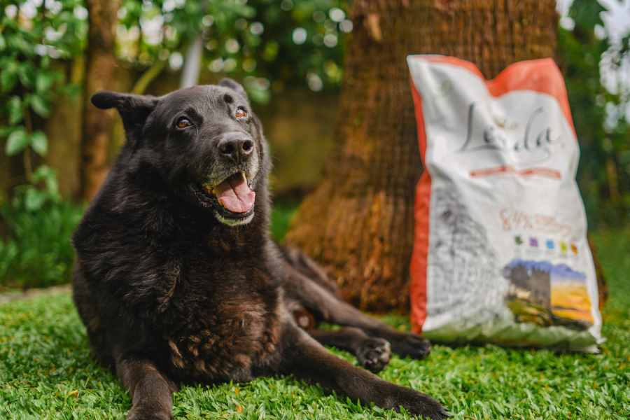cão contente à beira do seu saco de ingredientes naturais lenda, comida natural e saudavel