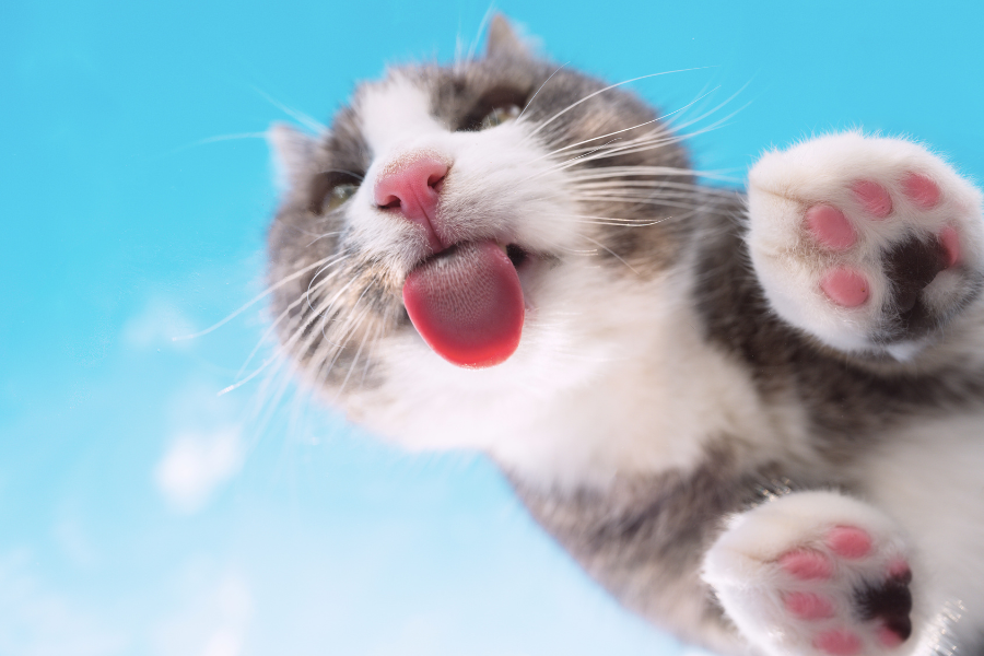 Gatos laranja e branco fofo, a lamber a pata com a sua lingua aspera