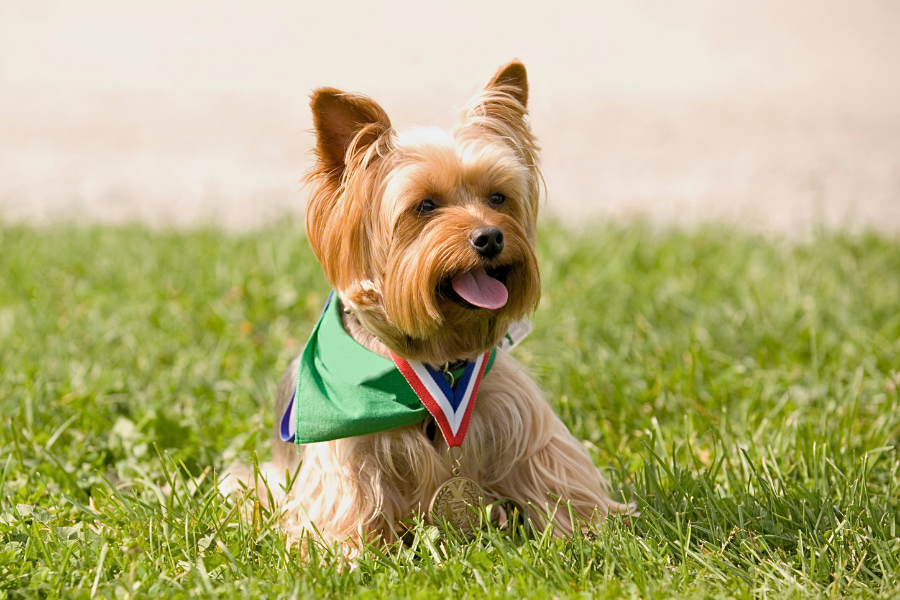 Qual a melhor alimentação para um Yorkshire Terrier? - 6 Benefícios Chave Yorkshire deitado em fundo branco feliz
