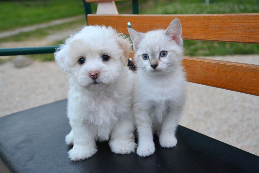 cão e gatos bebés, brancos , juntos, amigos