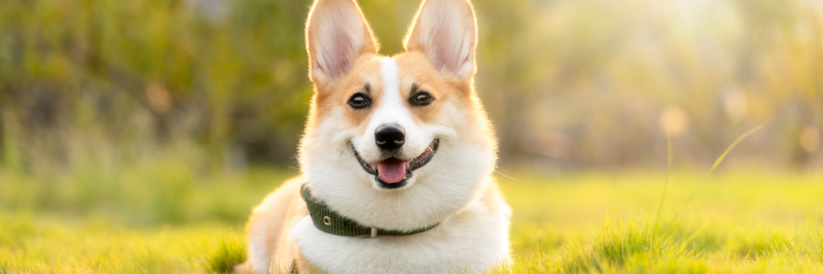 Como regular a temperatura corporal do teu cão? cão