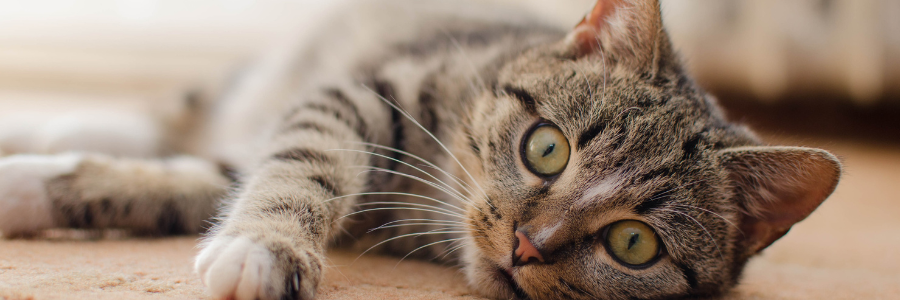 Alimentação para o teu gato com alergias e intolerâncias gato