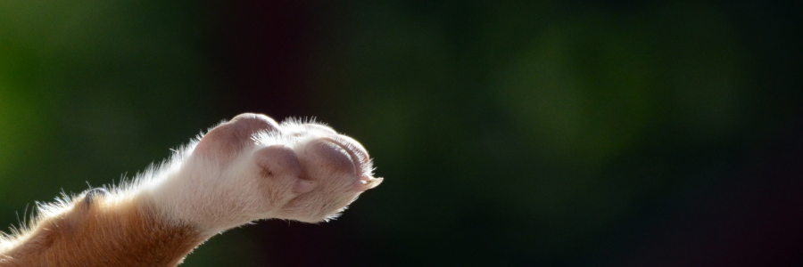 Porque é que os espinhos são um problema para os cães? patas, espinhos